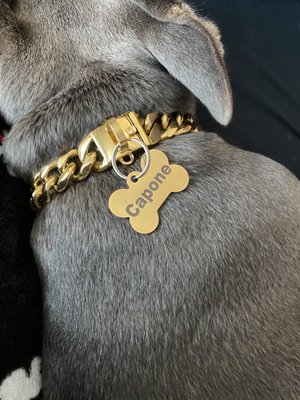 Gold dog tag to match his gold collar