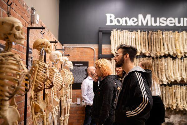 Captivated by the wonders of osteology, a guest at The Bone Museum stands before a meticulously displayed skeleton.