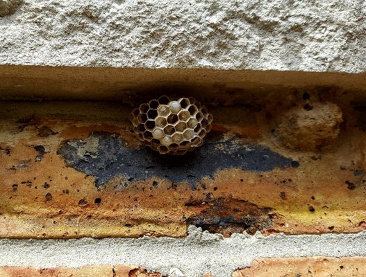 Paper Wasp nest