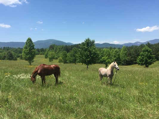 Our horses are one of the reasons we live in the Tryon area.