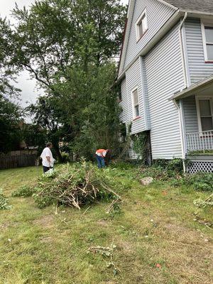 Trees and Vines removal