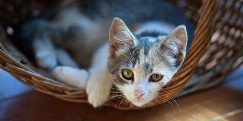 Veterinarian's 5 Helpful Tips for New Cat Owners