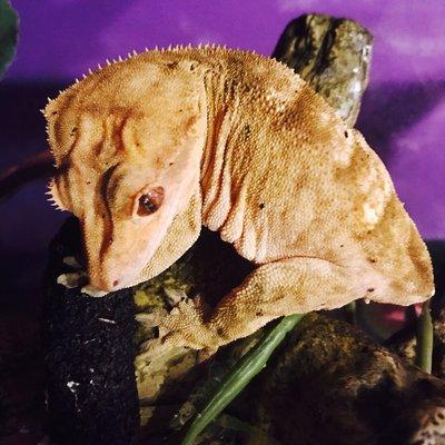 Gracious Gecko Greco