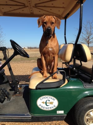 Jack at Choctaw Preserve. Sometimes he'd rather ride than run.