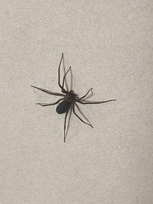 Brown Recluse Spider