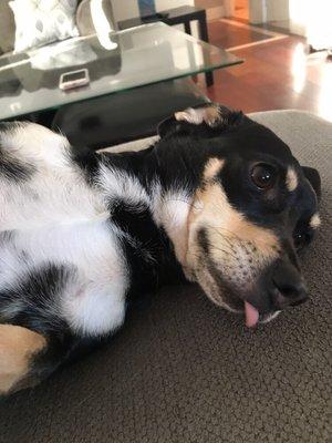 Such a cutie pie. Miss Penny wanting belly rubs after her bath