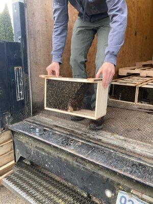 New bee colonies for local hives