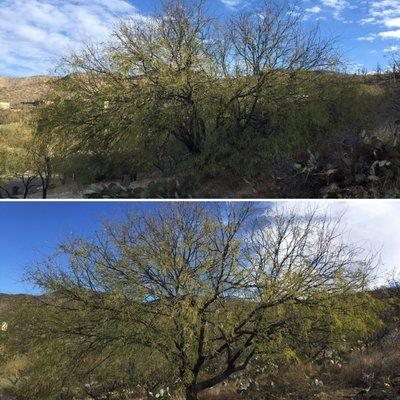 This mesquite tree was pruned for good health and structure by certified arborist, Angelo Romeo