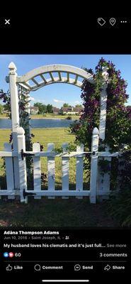 My arbor with my late husband's beautiful prized clematis.