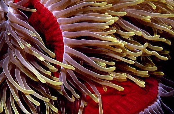 Egyptian Red Sea anemone