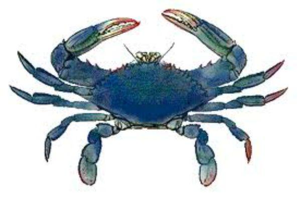 BLUE  CRAB  ANTIQUES