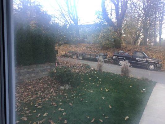 Leaves in the background being blown into my yard