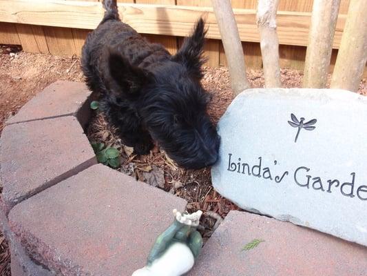 Manny checking out the garden