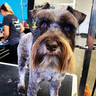 Meet Mister Enzo the blue eyed chocolate schnauzer.