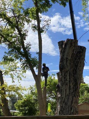 Tree surgery