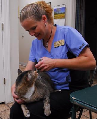 Dr Wright adjusting a cat with a vet referral.