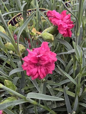 Dianthus