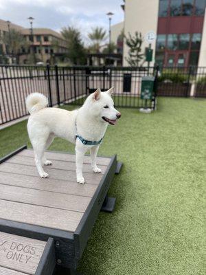 Shiba Inu dog, Bodhi, likes astroturf