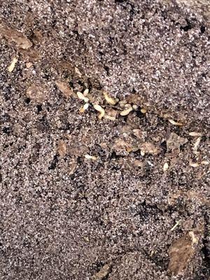 SUBTERRANEAN TERMITES IN THE SOIL.