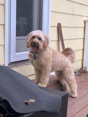 Dapper Dog