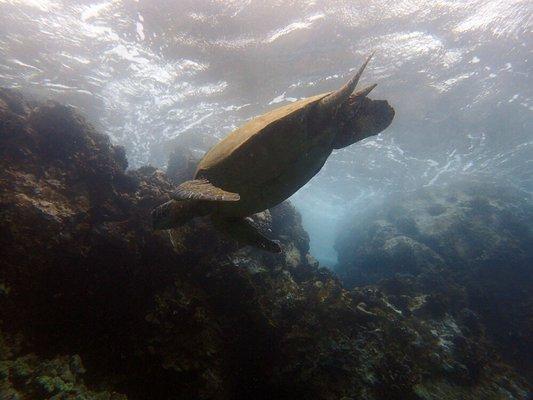 Makena Turtle playing in the surf.