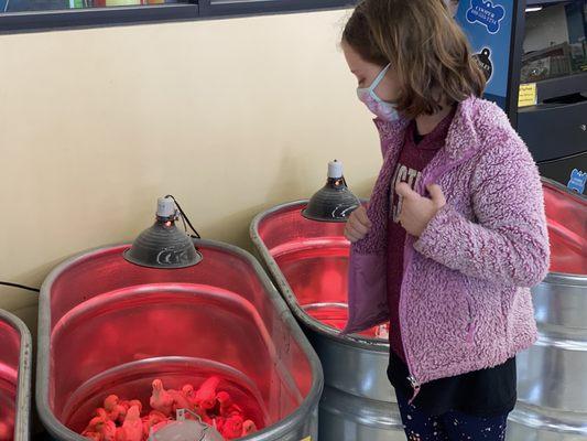 Is it even spring until you go visit the chicks at feeders supply?