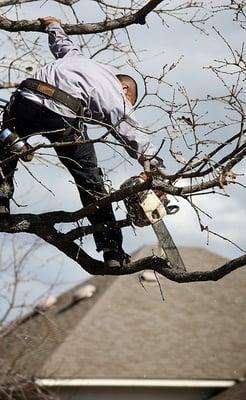 Tree trimming