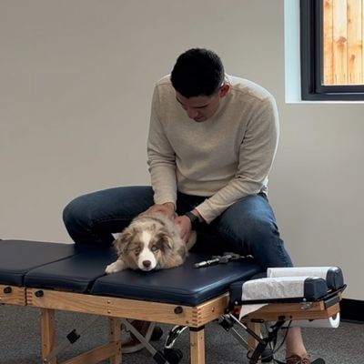 Meet Otis, Dr Darwin's baby Australian Shepherd getting checked after a long day herding sheep.