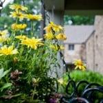 Spring mountain flowers at Montreat