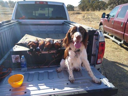 Nothing better then a day in the field! Maverick agrees!