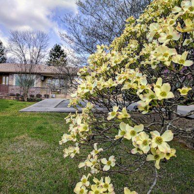 Our office symbol is the dogwood, which we have blooming around the property in the spring. :)