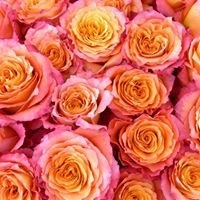 luscious bi-color roses