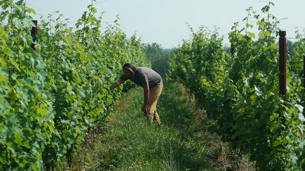 Winemaker Nick Maliska inspecting the vines.