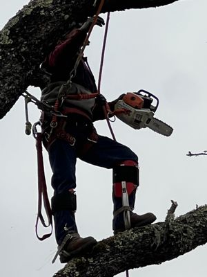 Climbing a tree