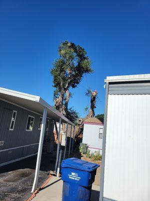 Tree Removal