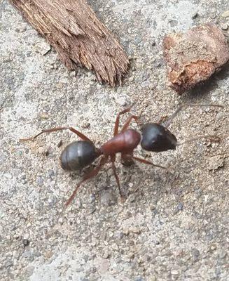 Carpenter Ant