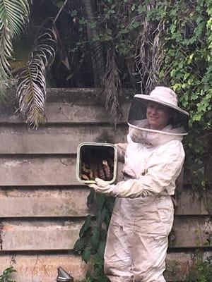 Bee Removal from Comcast box