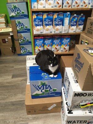 Store cat.