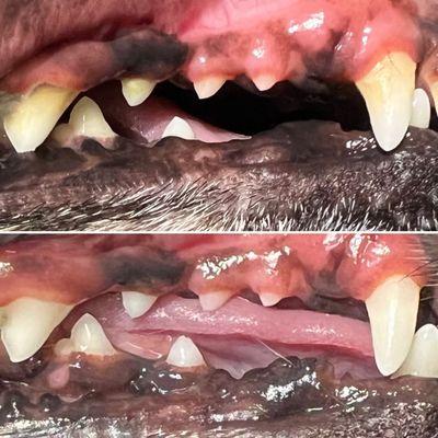 Before & after non-anesthesia teeth cleaning