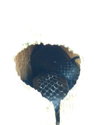 Snake inside a woodpecker hole