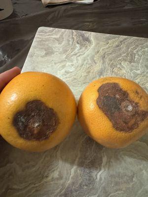 I bought these oranges in a bag, they shouldn't be selling something that is bad.