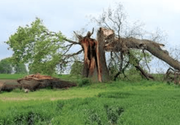 Storm Clean Up And Tree Removal