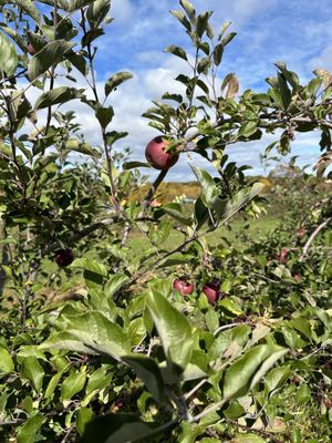 Apple tree ripe for picking