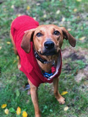 Buffy enjoying a fall walk - we can gear up dogs as preferred by clients!