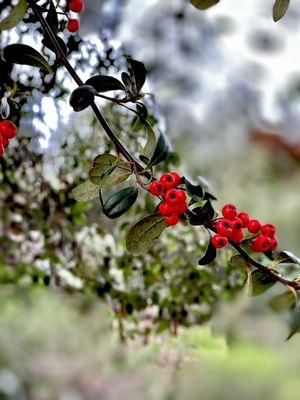 Live Oak County Park