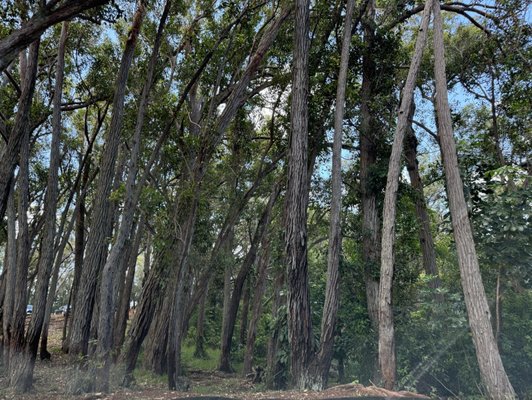 Kalauao Trail