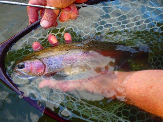 A beautiful Little wild Rainbow caught in Putah Creek Photo By Napa valley Fly Guides