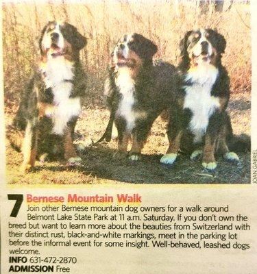 Burmese mountain dogs wonderful sweet animals... you need a big yard