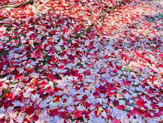 10/17/2023: Beautiful fall leaves outside the court