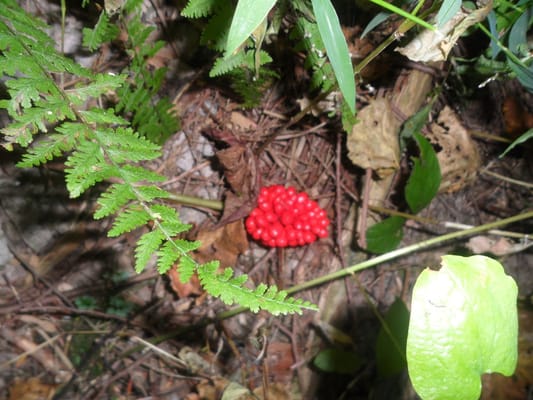 Ginseng (?) on Nature Trail